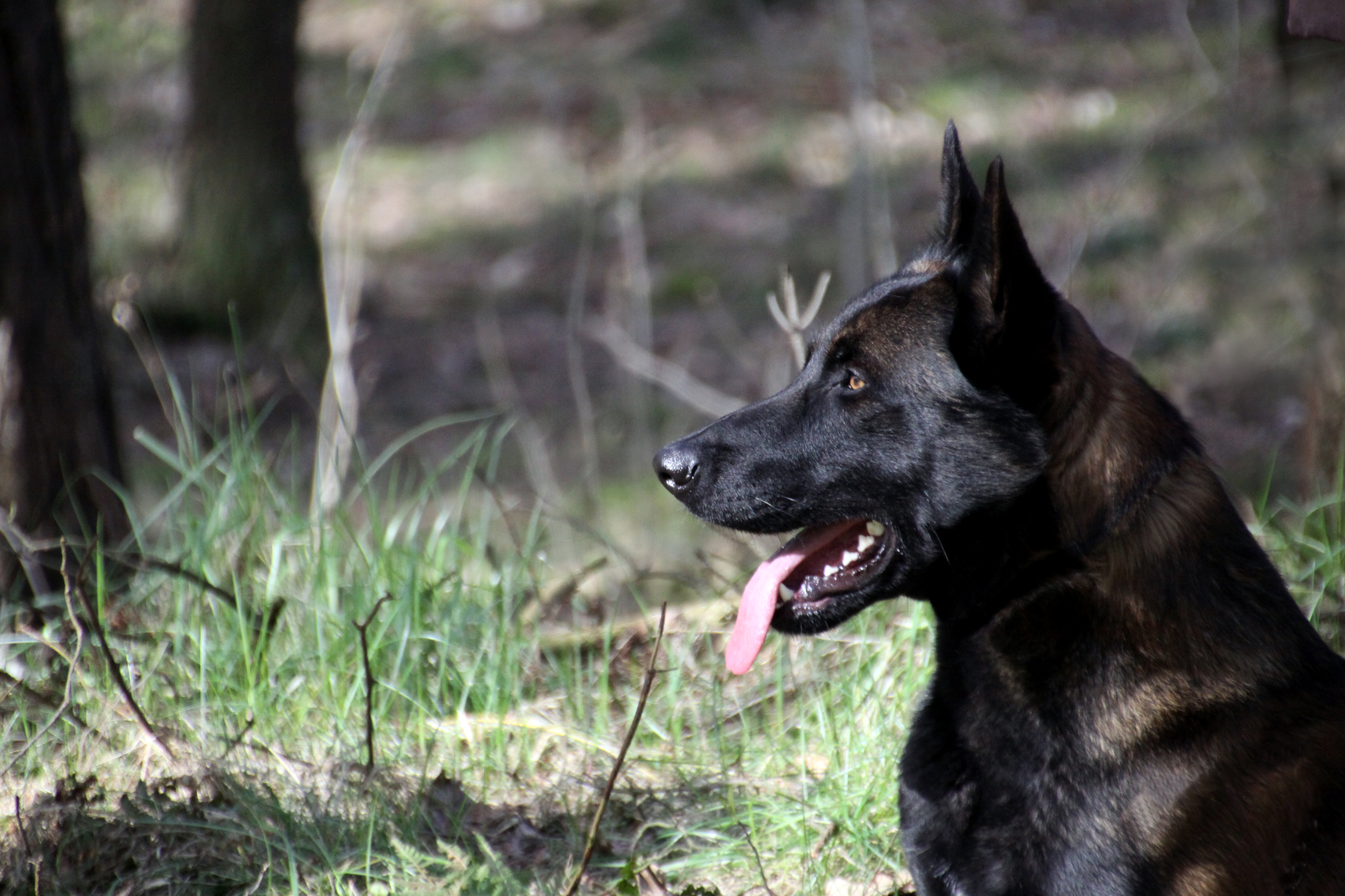 Focus patrol Dog